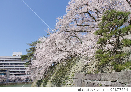 福井城遺址石牆上盛開的櫻花 福井城遺址石牆上盛開的櫻花 105877394