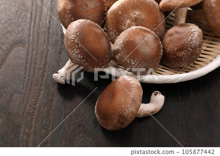 生香菇 105877442