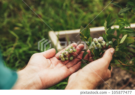 Growing seasonal blue berry. Vivid colors. Showing, presenting bunch of beautiful green berries. Bilberry nature yielding, northern highbush variety. High huckleberry (Vaccinium corymbosum) in summer Growing seasonal blue berry. Vivid colors. Showing, presenting bunch of beautiful green berries. Bilberry nature yielding, northern highbush variety. High huckleberry (Vaccinium corymbosum) in summer 105877477