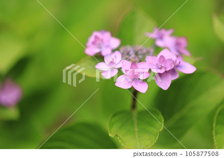  hydrangea 105877508