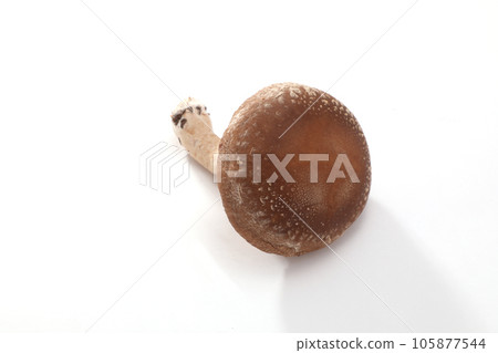 Raw shiitake mushroom Raw shiitake mushroom 105877544
