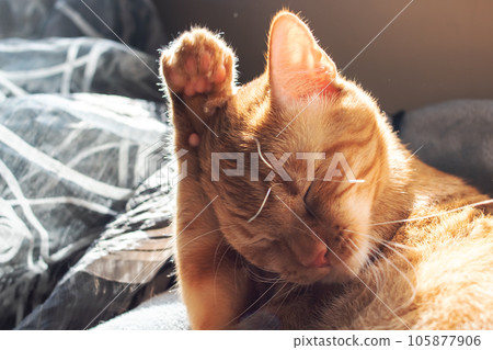 Ginger cat washes its paw in sunlight 105877906