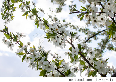 White bright cherry blossoms on a branch White bright cherry blossoms on a branch 105877914