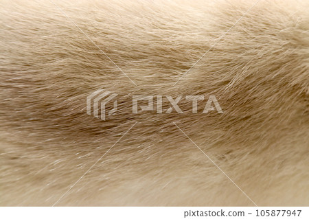 Beige texture of mink fur with sideways fluttering Beige texture of mink fur with sideways fluttering 105877947