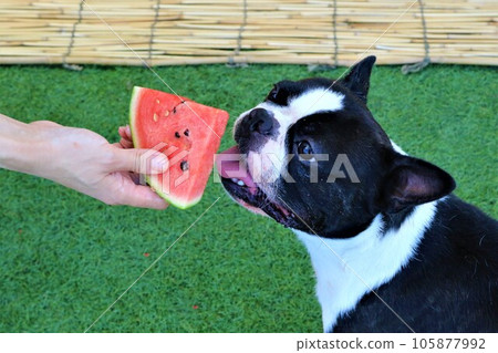 Mighty-kun, a Boston Terrier who happily eats his favorite watermelon with a smile♡ Mighty-kun, a Boston Terrier who happily eats his favorite watermelon with a smile♡ 105877992