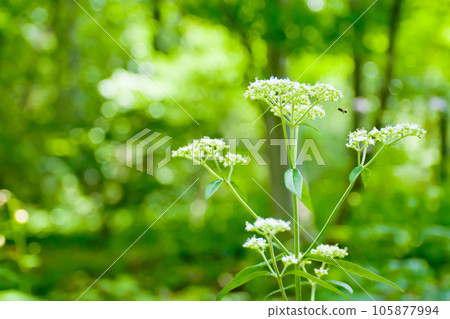 Wild grasses in the mountains of summer - White Otokoeshi flowers Wild grasses in the mountains of summer - White Otokoeshi flowers 105877994