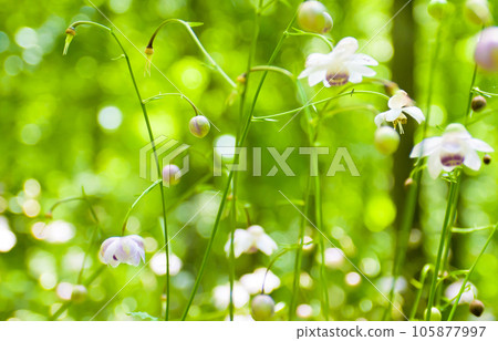 夏天的野花-淺紫色黃芪花2 夏天的野花-淺紫色黃芪花2 105877997