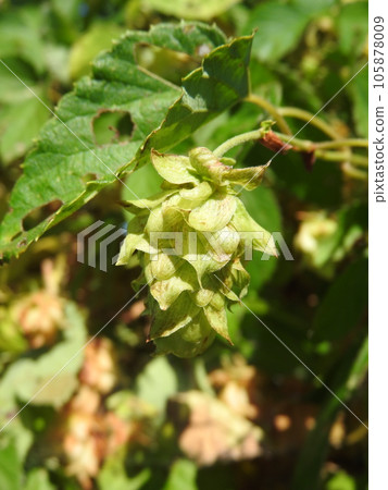 Hops used as raw material for beer Hops used as raw material for beer 105878009