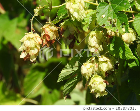 Hops used as raw material for beer Hops used as raw material for beer 105878013