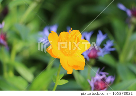 Yellow flower 105878021