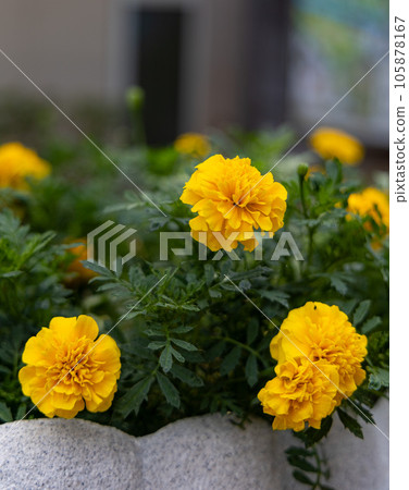 在花圃種植的萬壽菊花 在花圃種植的萬壽菊花 105878167
