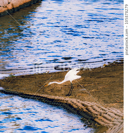 Great egret looking for food in the river Great egret looking for food in the river 105878279