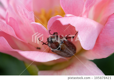Cockchafer Melolontha May Beetle Bug Insect Macro Portrait. Maybug nibbles on a peony flower Cockchafer Melolontha May Beetle Bug Insect Macro Portrait. Maybug nibbles on a peony flower 105878421