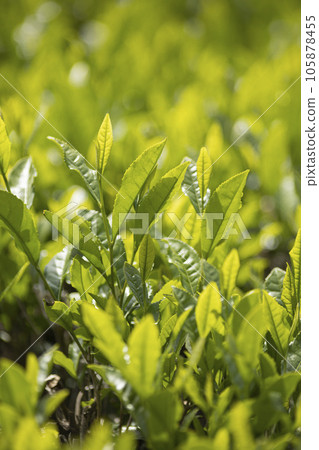 Tea plantations in Shimada City, Shizuoka Prefecture Tea plantations in Shimada City, Shizuoka Prefecture 105878455