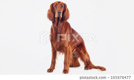 愛爾蘭塞特犬白色背景 105878477