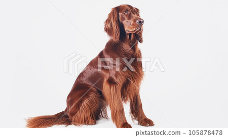 愛爾蘭塞特犬白色背景 105878478