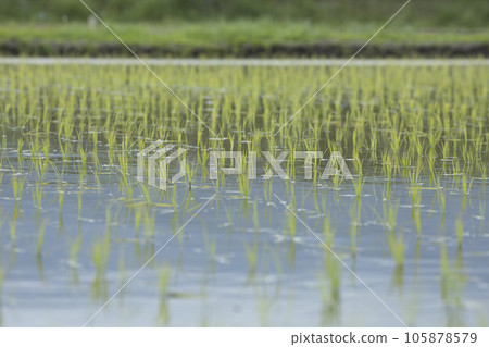 完成水稻種植的稻田 完成水稻種植的稻田 105878579