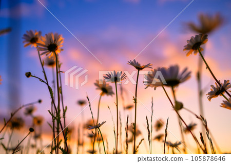 Flowers in the background of the sunset sky. Blooming flowers in summer time.  105878646