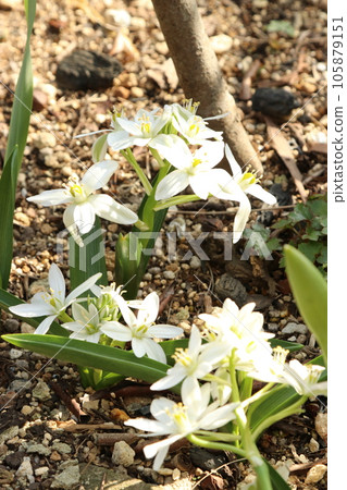 White flowers of Oamana (Ornithogalum balansae) (using a macro lens, natural light, close-up photography) White flowers of Oamana (Ornithogalum balansae) (using a macro lens, natural light, close-up photography) 105879151