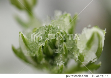Buds of Ornithogalum balansae are covered with frost in early spring (using black lens, natural light, close-up photo) 105879153