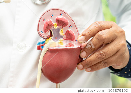 Kidney disease, Chronic kidney disease ckd, Doctor hold model to study and treat in hospital. Kidney disease, Chronic kidney disease ckd, Doctor hold model to study and treat in hospital. 105879192
