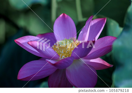 Immediately non-lotus 105879218