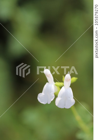 成對綻放的白花櫻花鼠尾草(熱唇、微距鏡頭、自然光、特寫照片) 成對綻放的白花櫻花鼠尾草(熱唇、微距鏡頭、自然光、特寫照片) 105879270