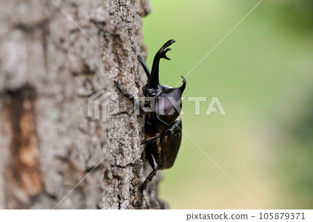 A beetle climbing a tree 105879371