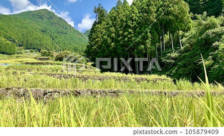 秋天金黃的梯田<四谷千枚田/愛知縣新城市> 105879409