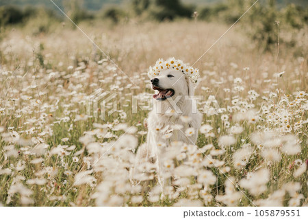 Daisies white dog Maremma Sheepdog in a wreath of daisies sits on a green lawn with wild flowers daisies, walks a pet. Cute photo with a dog in a wreath of daisies. Daisies white dog Maremma Sheepdog in a wreath of daisies sits on a green lawn with wild flowers daisies, walks a pet. Cute photo with a dog in a wreath of daisies. 105879551