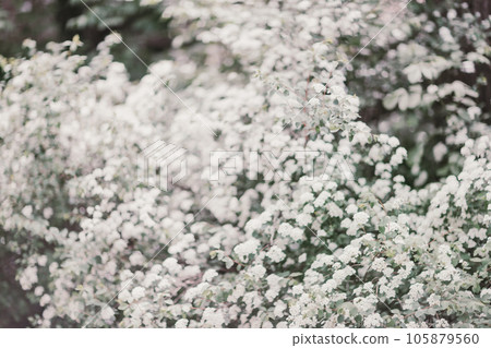 spirea shrub background completely strewn with tassels of white flowers 105879560