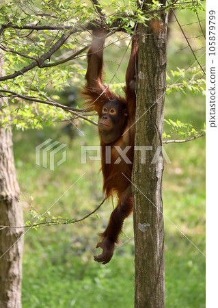 掛在樹上的猩猩孩子 掛在樹上的猩猩孩子 105879799