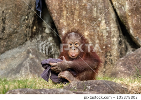 Orangutan baby sitting looking at camera Orangutan baby sitting looking at camera 105879802