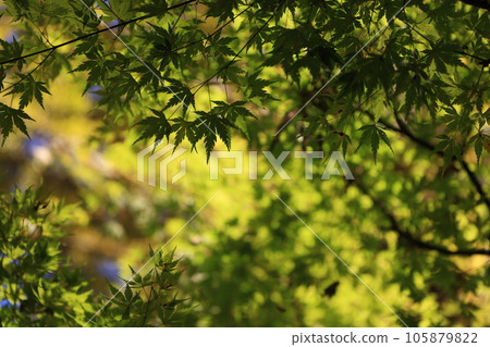 Colored autumn leaves 105879822