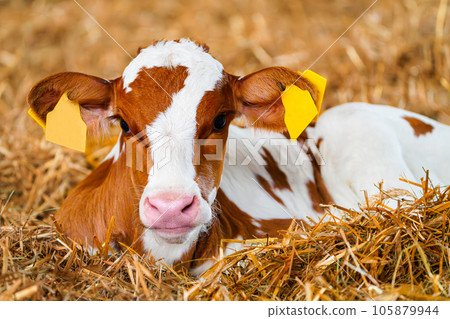 Close cute young calf lies in straw. calf lying inside dairy farm in the barn. New born calf Close cute young calf lies in straw. calf lying inside dairy farm in the barn. New born calf 105879944