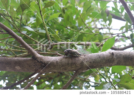 蟬棲息在樹枝上 蟬棲息在樹枝上 105880421
