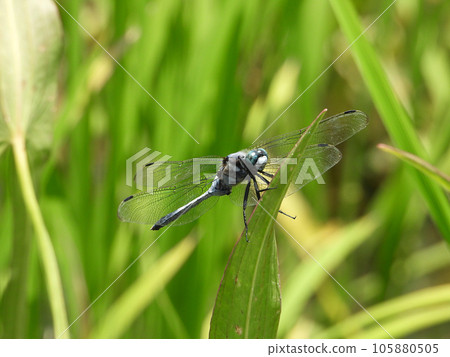 White dragonfly ♂ (insect) White dragonfly ♂ (insect) 105880505