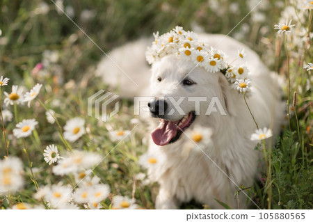 Daisies white dog Maremma Sheepdog in a wreath of daisies sits on a green lawn with wild flowers daisies, walks a pet. Cute photo with a dog in a wreath of daisies. Daisies white dog Maremma Sheepdog in a wreath of daisies sits on a green lawn with wild flowers daisies, walks a pet. Cute photo with a dog in a wreath of daisies. 105880565