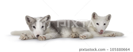 Polar fox pup on white background Polar fox pup on white background 105880664