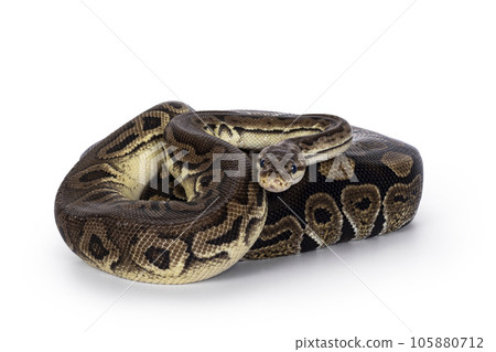 Snakes on white background 105880712