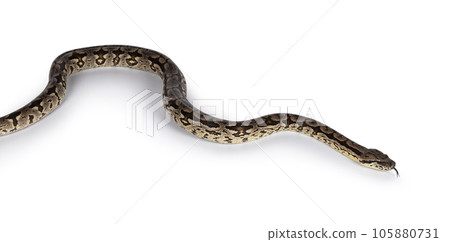 Snake on white background Snake on white background 105880731