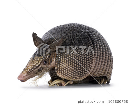 Nine banded Armadillo on white background Nine banded Armadillo on white background 105880768