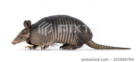 Nine banded Armadillo on white background 105880769