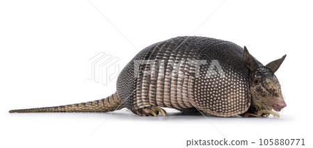 Nine banded Armadillo on white background 105880771