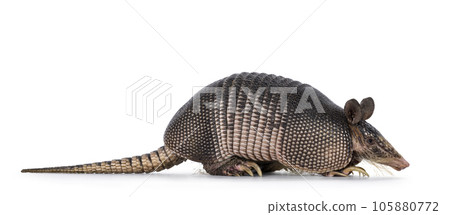 Nine banded Armadillo on white background Nine banded Armadillo on white background 105880772