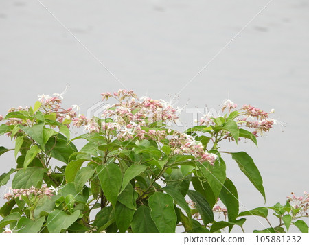 兔子的花 105881232