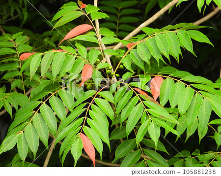 Japanese wax tree (deciduous small tree) with red leaves in late summer 105881238