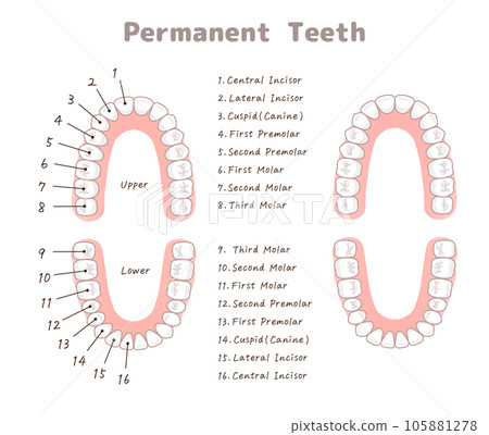 Permanent teeth, teeth, name of teeth, Teeth, permanent teeth Chart, illustration Permanent teeth, teeth, name of teeth, Teeth, permanent teeth Chart, illustration 105881278