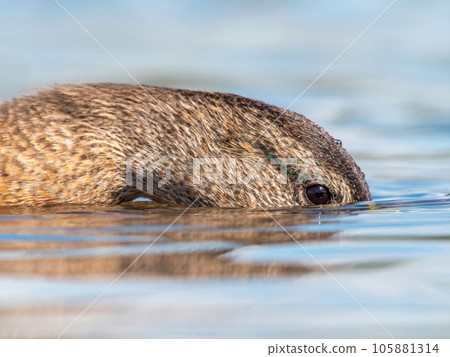 Close-up portrait of diving mallard female. Close-up portrait of diving mallard female. 105881314