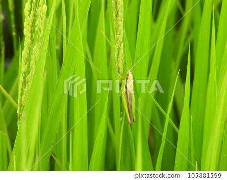 locust (insect) 105881599
